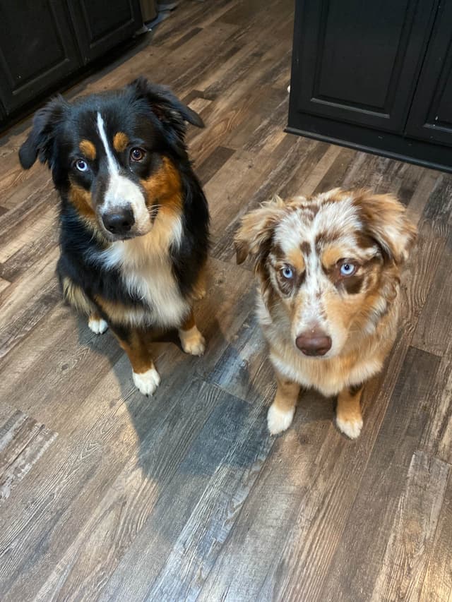 Australian Shepherd Puppies media 3