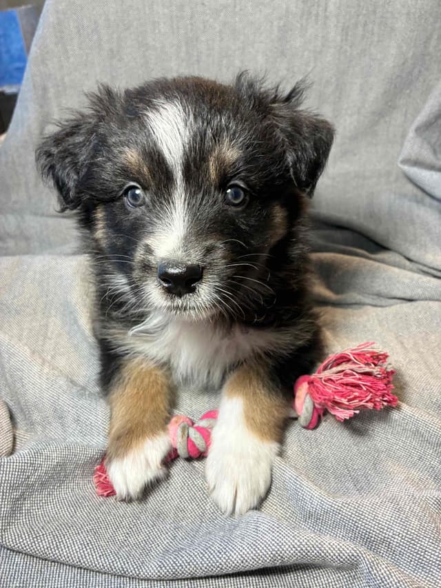 Australian Shepherd Puppies media 4
