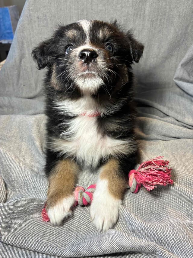 Australian Shepherd Puppies media 5