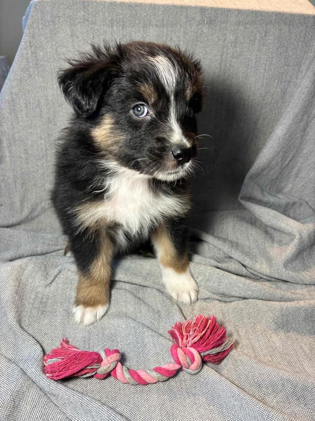 Australian Shepherd Puppies media 6