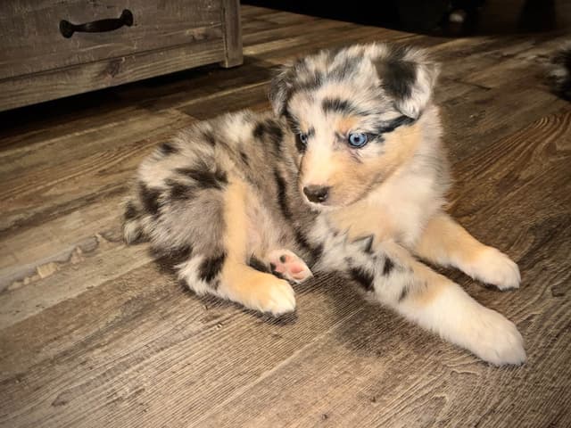 Australian Shepherd Puppies media 7
