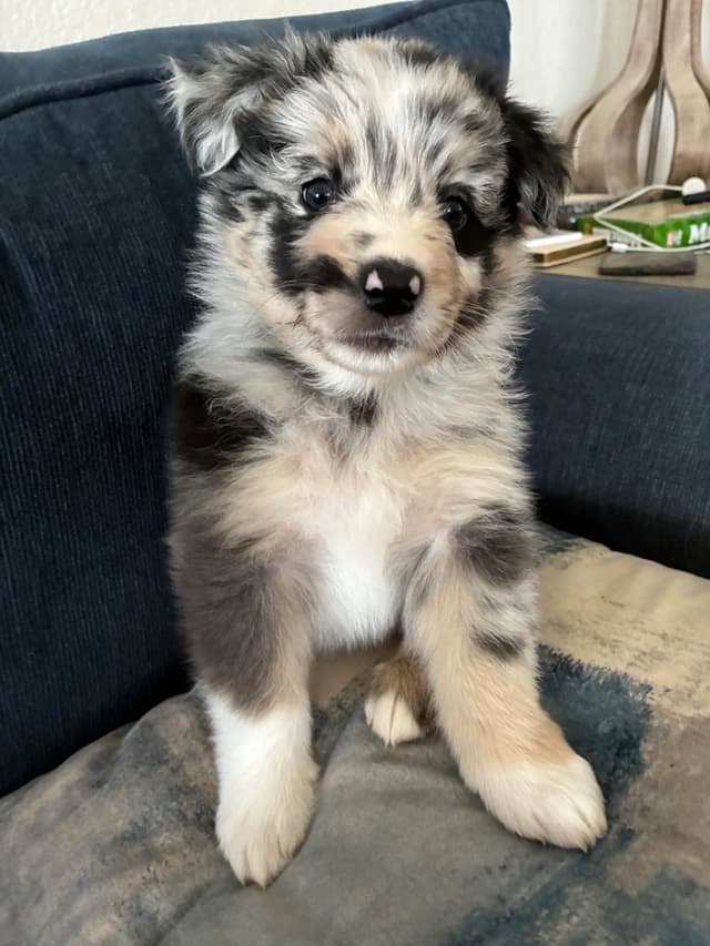Australian Shepherd Puppies media 8