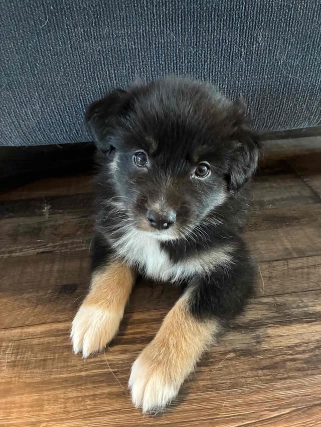 Australian Shepherd Puppies media 9