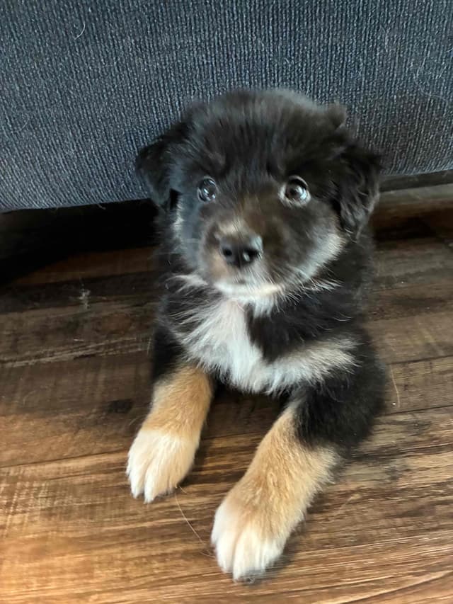 Australian Shepherd Puppies media 10