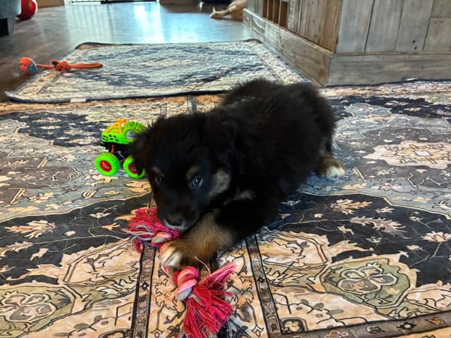 Australian Shepherd Puppies media 11