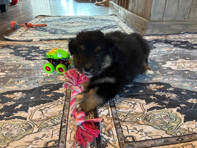 Australian Shepherd Puppies media 12