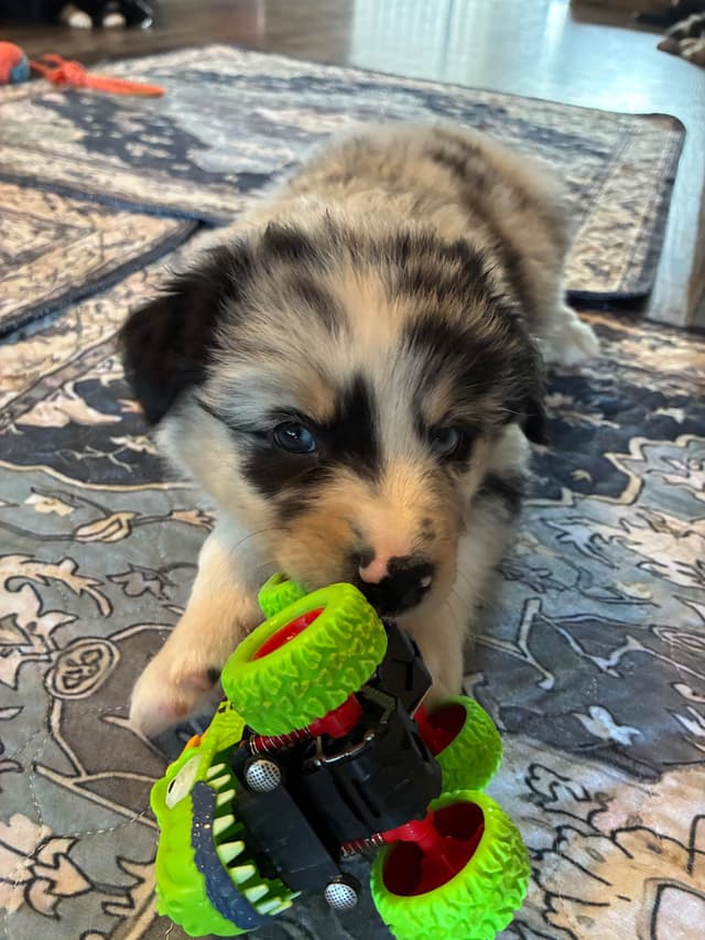 Australian Shepherd Puppies media 14