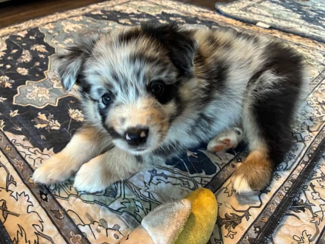 Australian Shepherd Puppies media 15