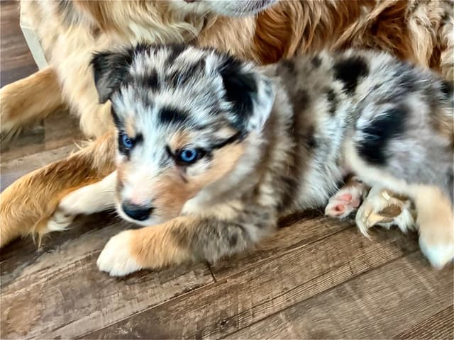 Australian Shepherd Puppies media 16