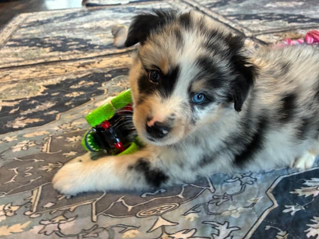 Australian Shepherd Puppies media 17