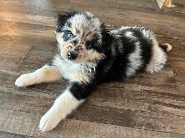 Australian Shepherd Puppies media 19