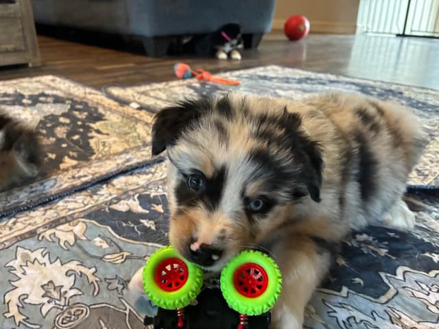 Australian Shepherd Puppies media 20