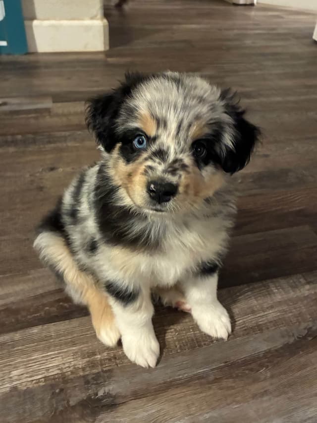 Australian Shepherd Puppies media 21