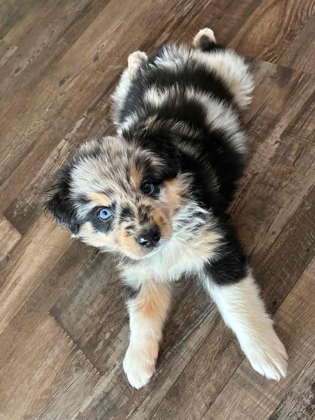 Australian Shepherd Puppies media 22
