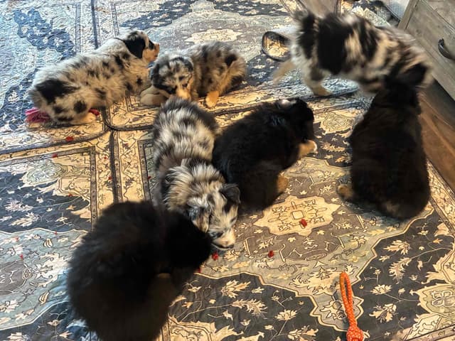 Australian Shepherd Puppies media 23