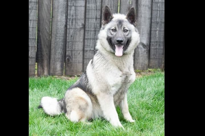 Norwegian Elkhound Puppies breeder image 4