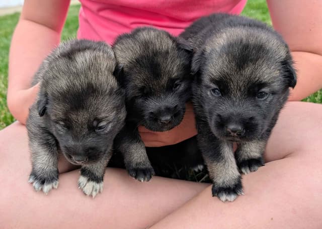Norwegian Elkhound Puppies media 2