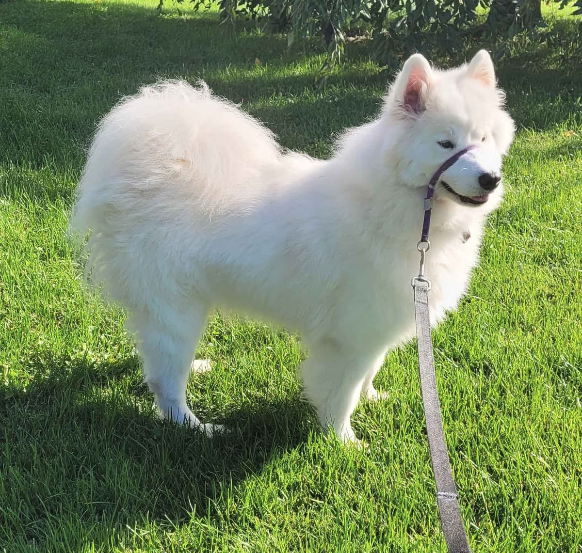 Beautiful Samoyed Puppies breeder image 11