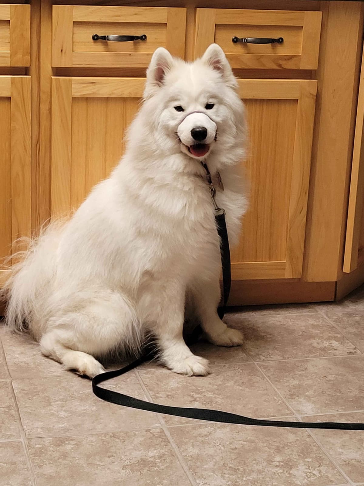 Beautiful Samoyed Puppies breeder image 12