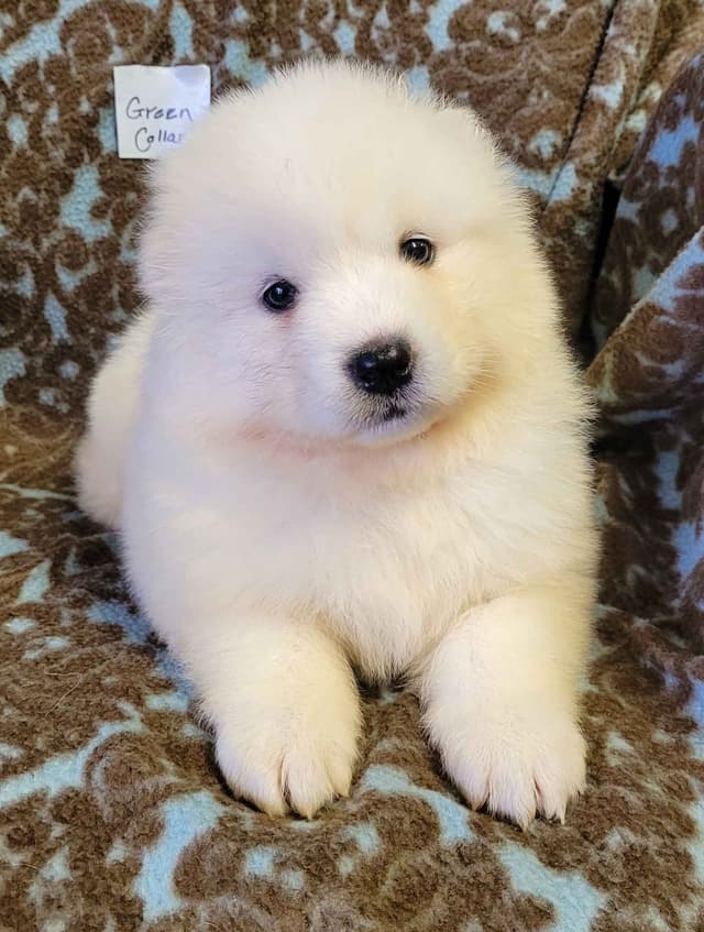Beautiful Samoyed Puppies media 2
