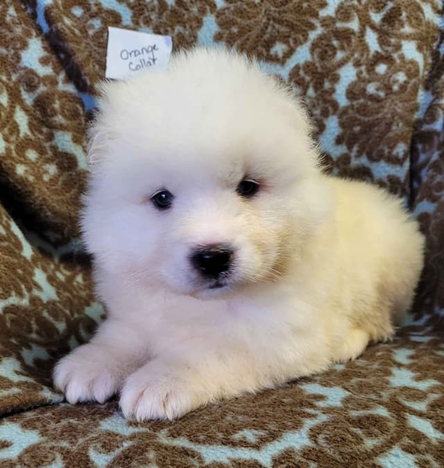 Beautiful Samoyed Puppies media 3