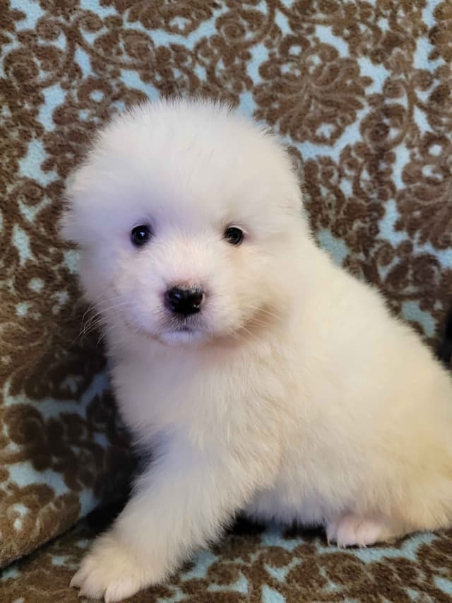Beautiful Samoyed Puppies media 4
