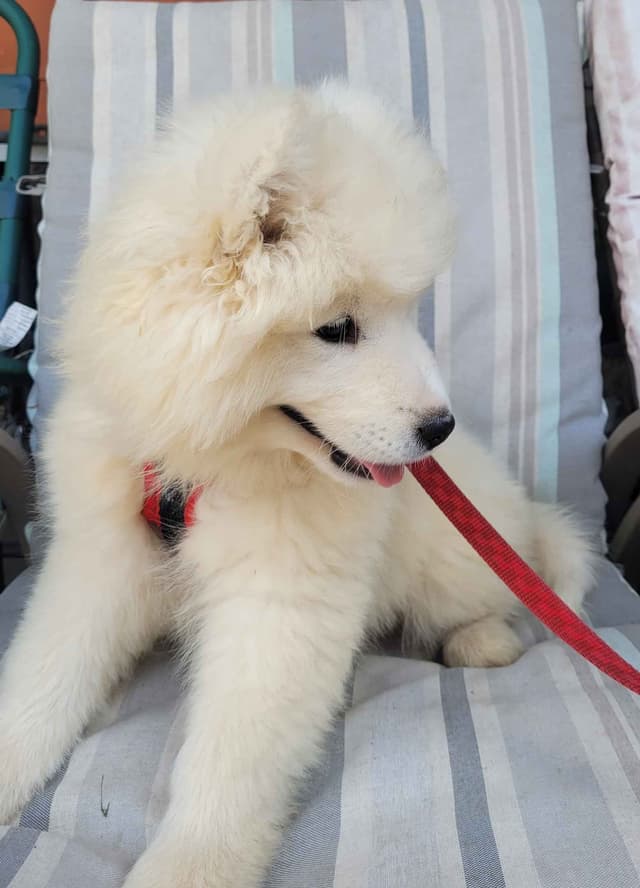 Beautiful Samoyed Puppies media 5