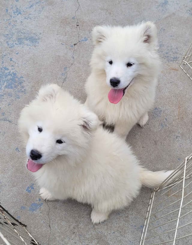 Beautiful Samoyed Puppies media 6