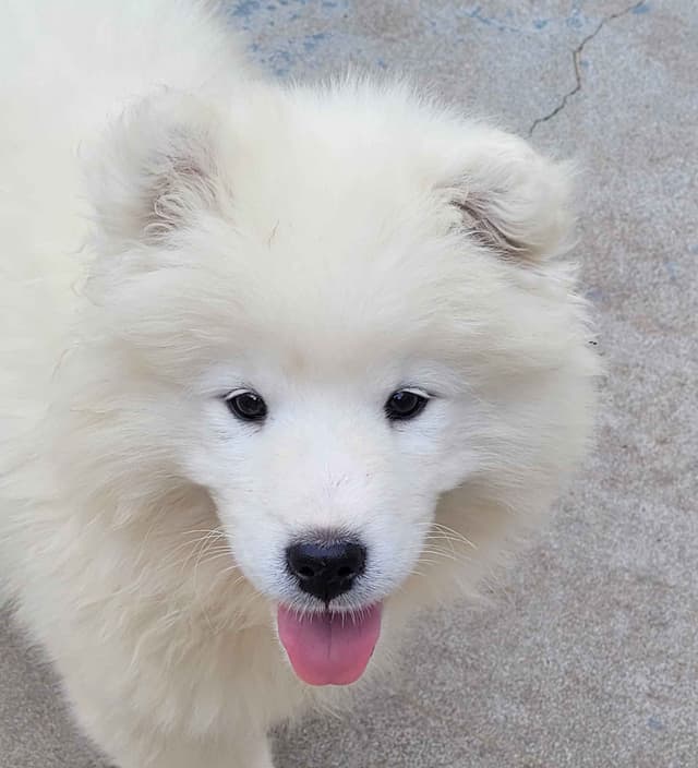 Beautiful Samoyed Puppies media 7