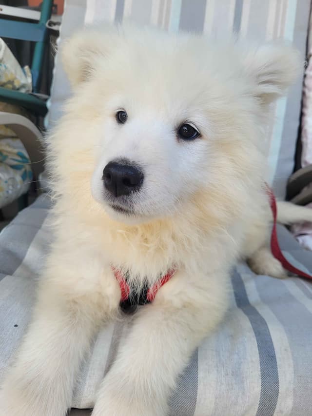 Beautiful Samoyed Puppies media 8
