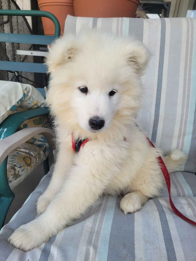 Beautiful Samoyed Puppies media 9