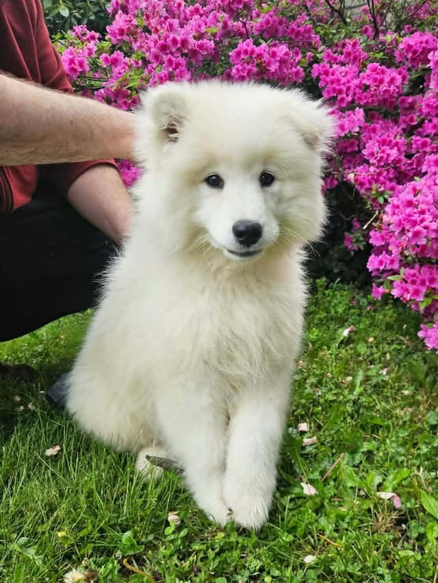 Beautiful Samoyed Puppies media 10