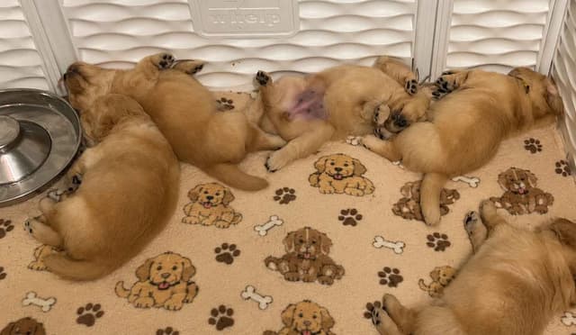 Golden Retriever Puppies media 15
