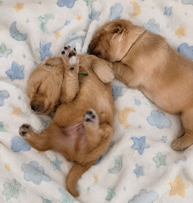 Golden Retriever Puppies media 19