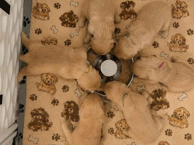 Golden Retriever Puppies media 14