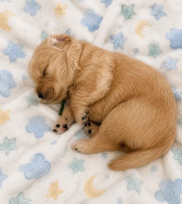 Golden Retriever Puppies media 20