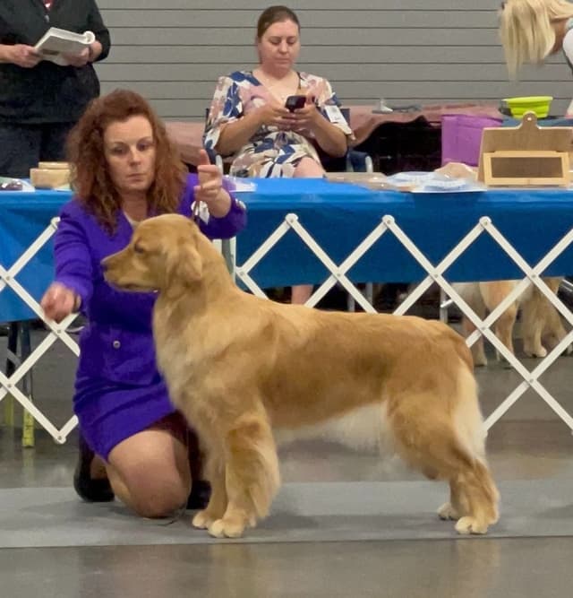 Golden Retriever Puppies media 5