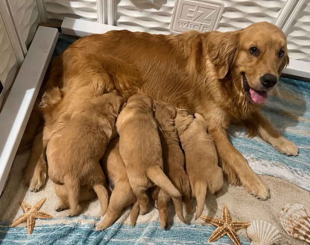 Golden Retriever Puppies media 2