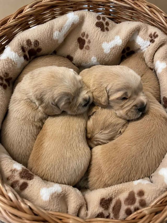 Golden Retriever Puppies media 17