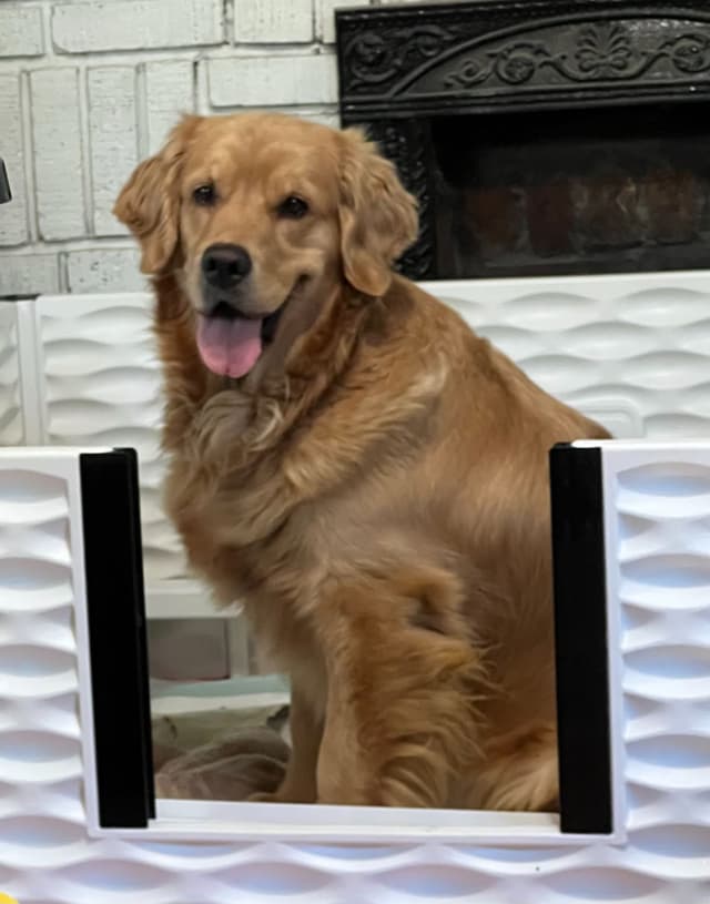 Golden Retriever Puppies media 6