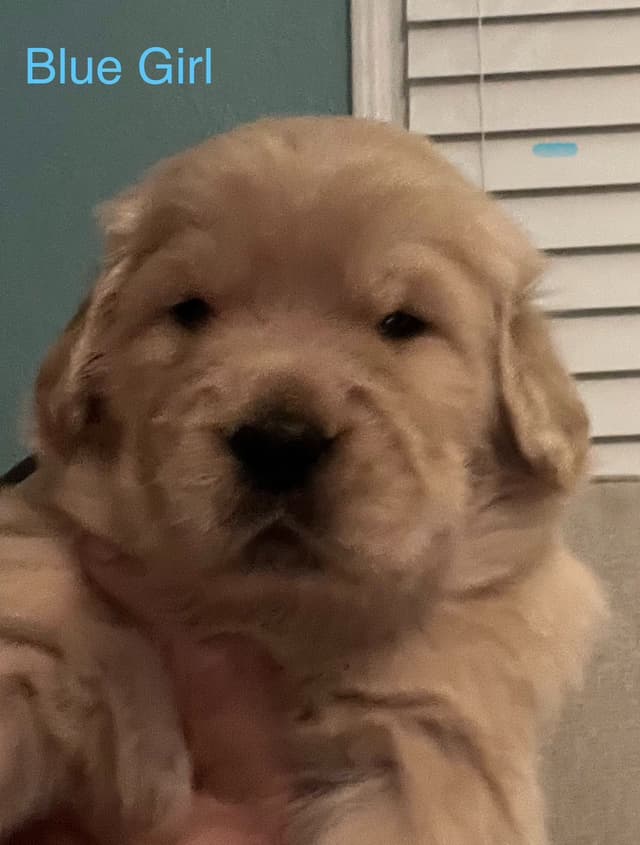 Golden Retriever Puppies media 10