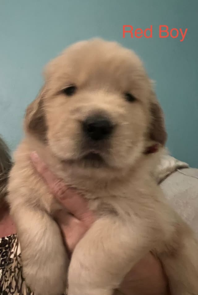 Golden Retriever Puppies media 7