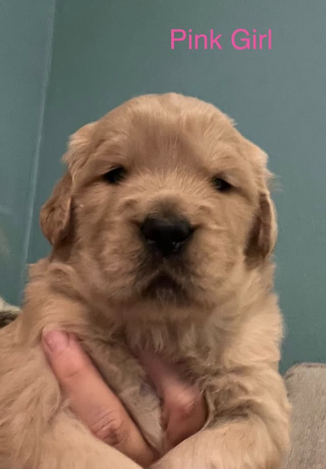 Golden Retriever Puppies media 11