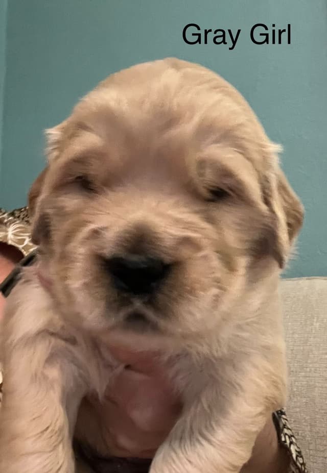 Golden Retriever Puppies media 12