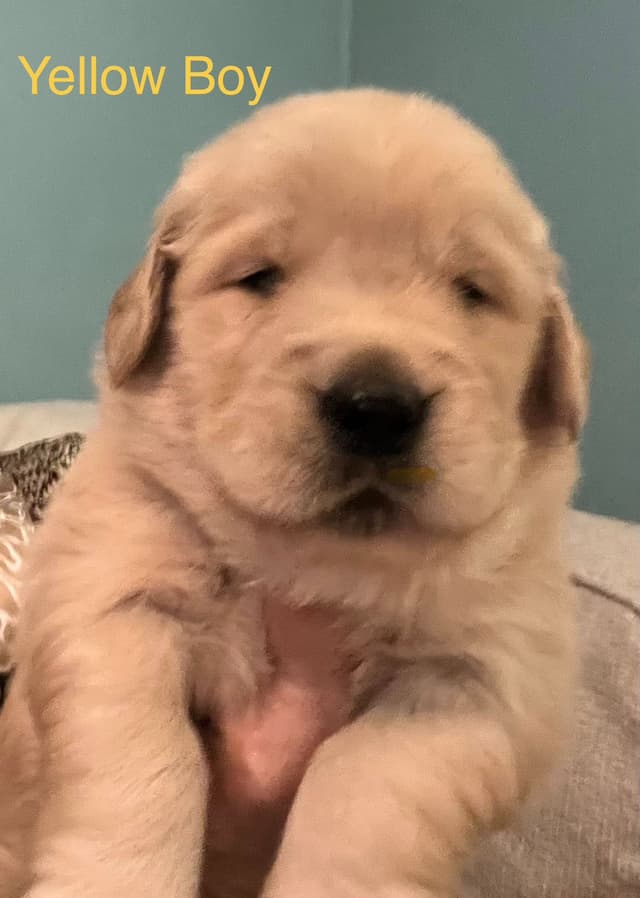 Golden Retriever Puppies media 8