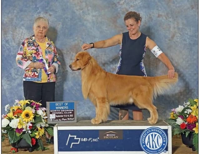 Golden Retriever Puppies media 3