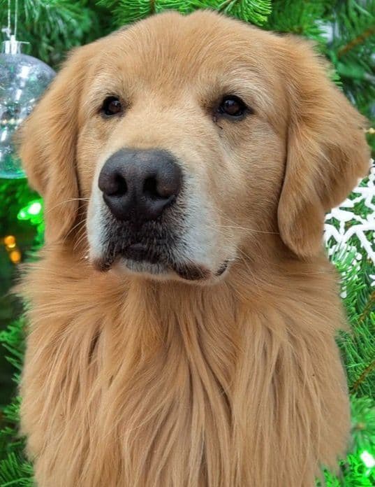 Golden Retriever Puppies media 4