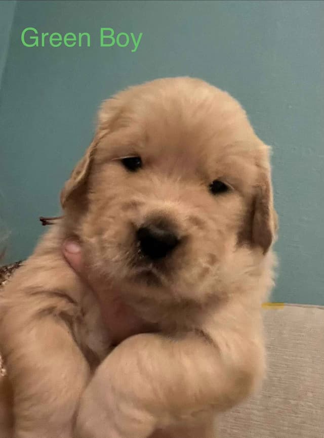 Golden Retriever Puppies media 9