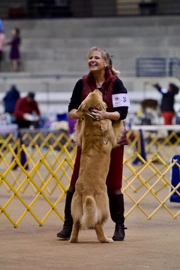 Golden Retriever Puppies breeder image 2