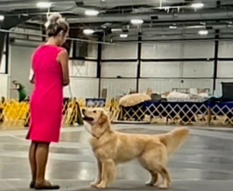 Golden Retriever Puppies breeder image 9